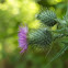 Bull/Spear thistle