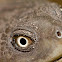 Cann's Long-necked Turtle