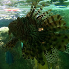 lionfish