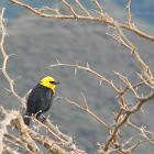 turpial de agua - toche de pantano - yellow-hooded blackbird
