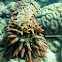 Pineapple sea cucumber