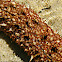 A section of sea cucumber