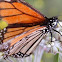 Monarch Butterfly