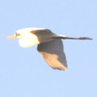 Great Egret