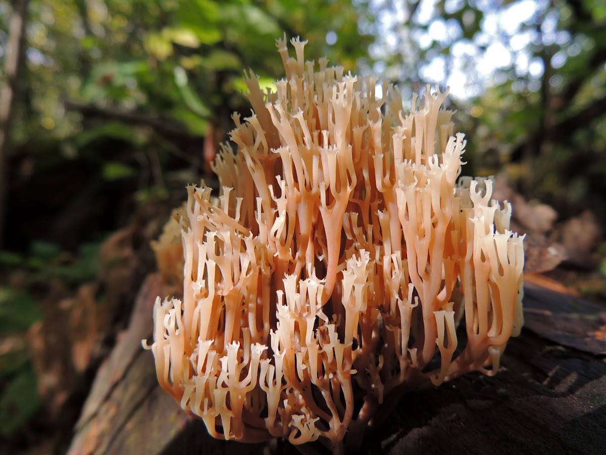 White coral fungus