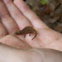 Brookesia chameleon