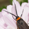Yellow-collared scape moth