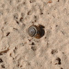 Brown Garden Snail (empty)