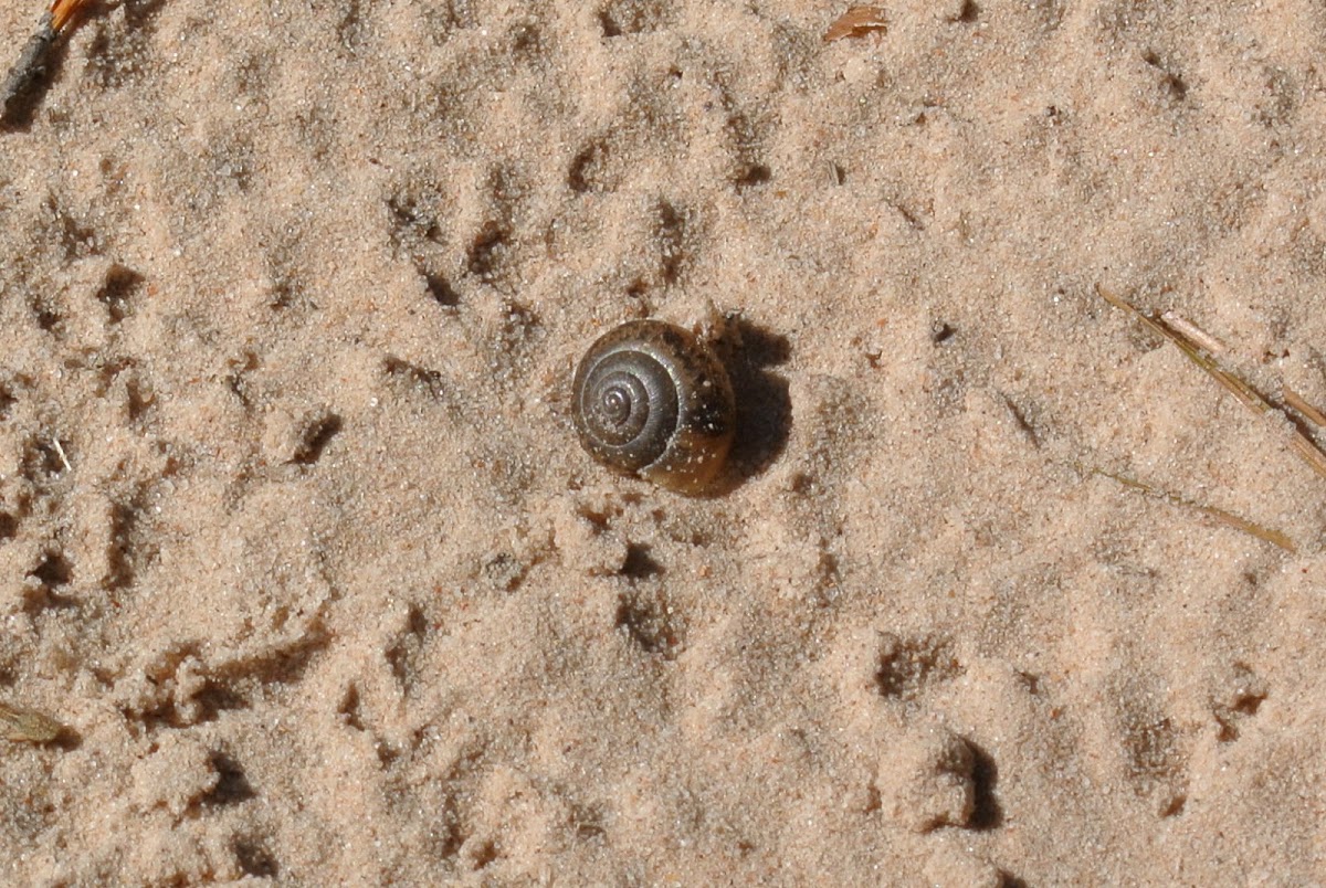 Brown Garden Snail (empty)