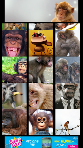 wallapaper monkey Funny