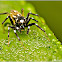 Jumping Spider