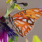 Gulf Fritillary