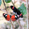 Crimson-patched Longwing (the black winged individual)