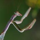 Mantis (Mediterranean Mantis)