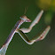Mantis (Mediterranean Mantis)