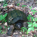 Common snapping turtle