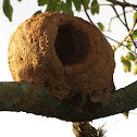 Rufous Hornero (Nest)