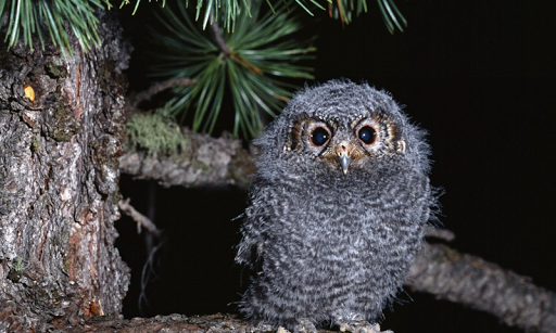 フクロウの壁紙