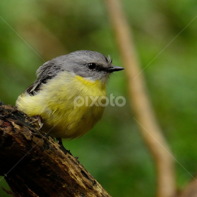 by RJ Photographics - Novices Only Wildlife