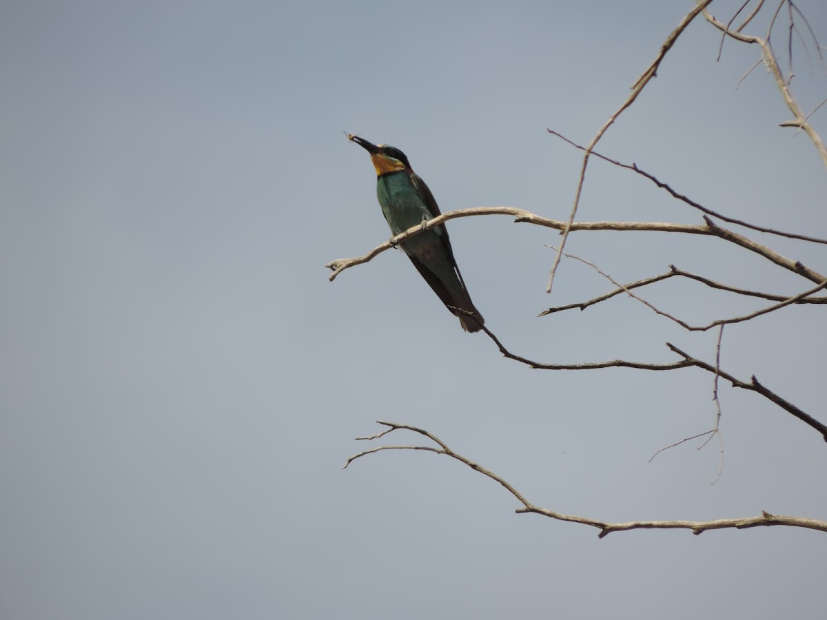 שרקרק  European Bee-eater