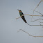 שרקרק  European Bee-eater
