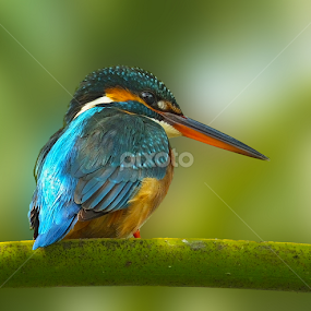 by Chandra Mouli Roy Chowdhury - Animals Birds
