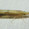 Long-horned Caddisfly
