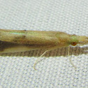 Long-horned Caddisfly