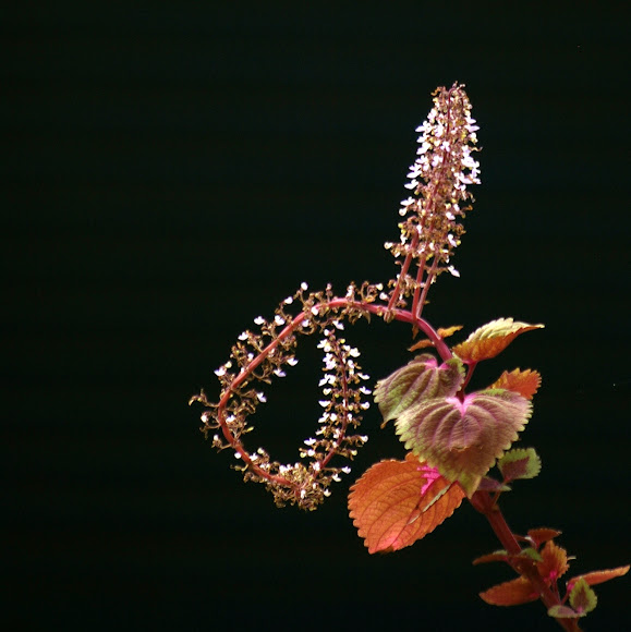 Indian Coleus Project Noah