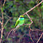 green bee eater