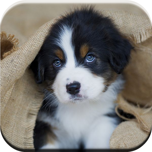 Australian Shepherd Puzzle LOGO-APP點子