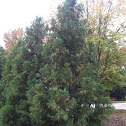 arborvitae tree