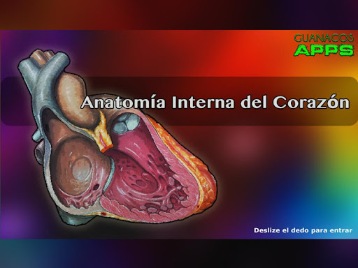 Anatomía Interna del Corazón