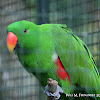 philippine parrot