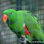 philippine parrot