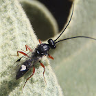 Black Slip Wasp. Avispa negra