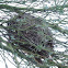 Verdin nest