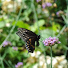 Black Swallowtail Butterfly (female)