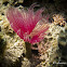 Feather duster worm