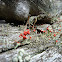 British soldier lichen