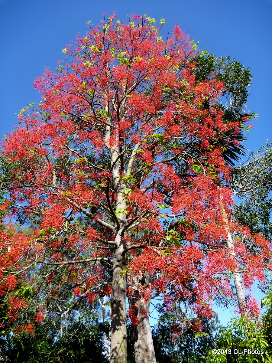 Illawara Flame Tree