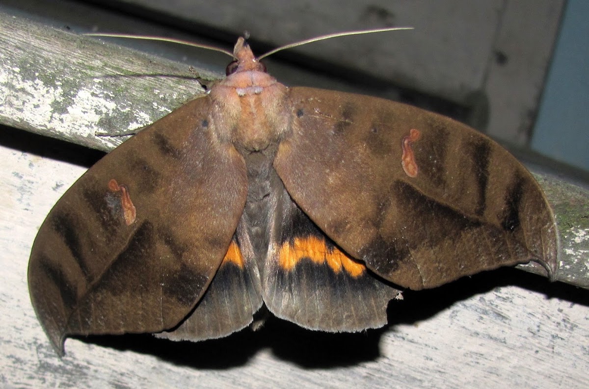 Noctuidae (Catocalinae)