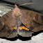 Noctuidae (Catocalinae)