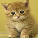 Cute Cats Wallpaper