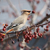 Bohemian Waxwing