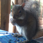 Eastern Gray Squirrel