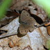 Little Wood Satyr Butterfly