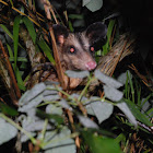 Common opossum