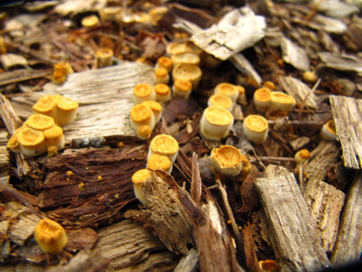 Yellow Cup Fungus
