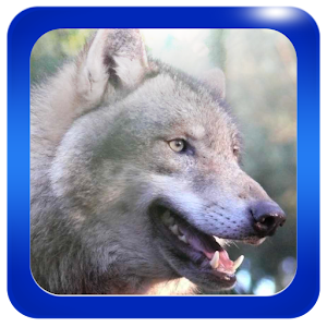 Wolf howl sounds.apk 1.7